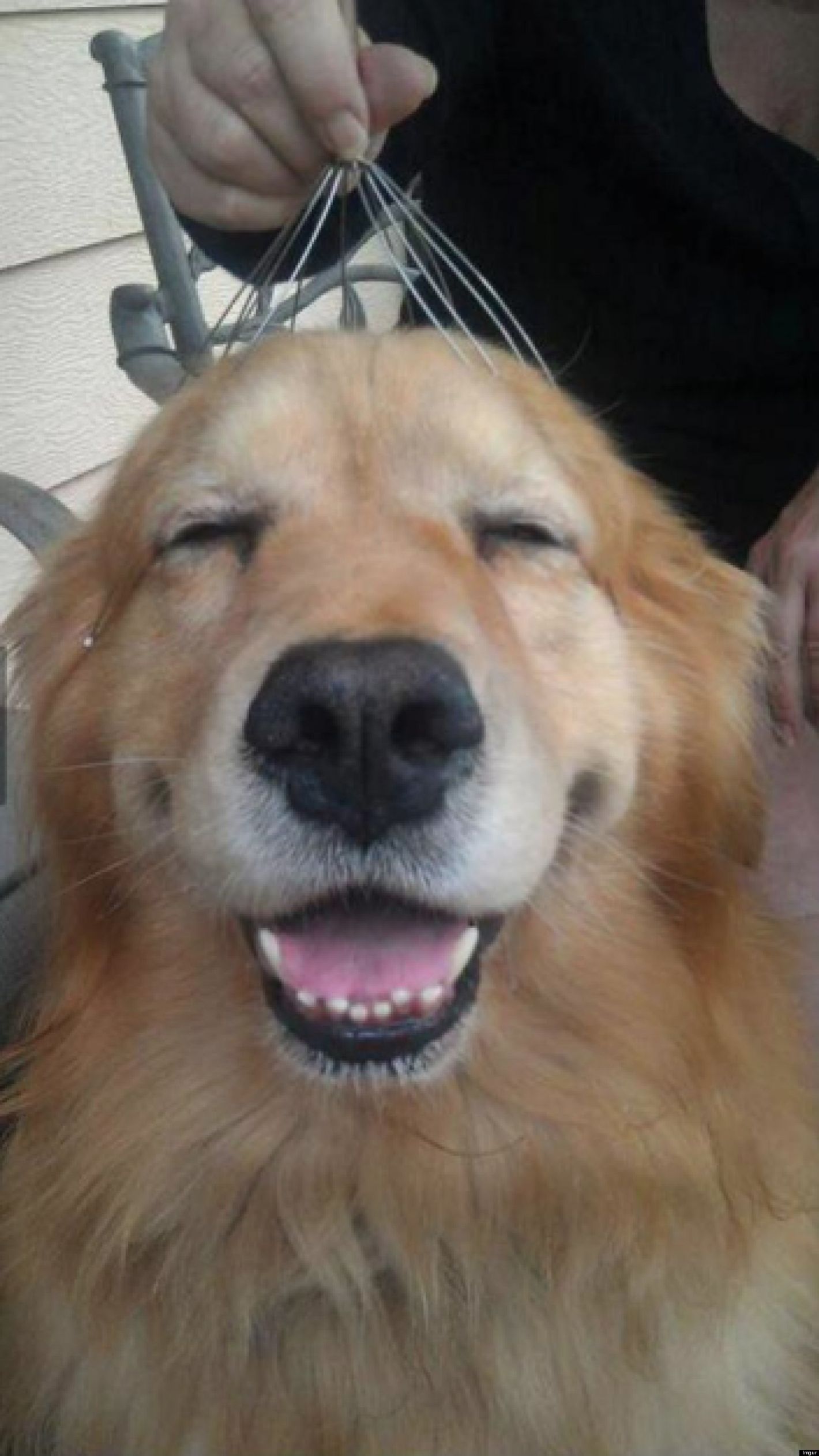 Happy Dog Meme Template