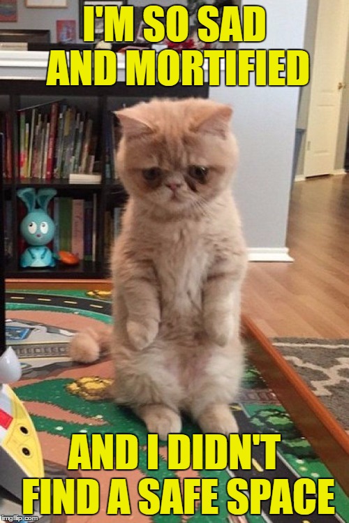 sad standing cat Imgflip