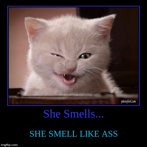 She Smells... Imgflip