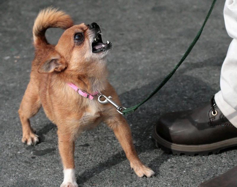 "chihuahua" Meme Templates Imgflip