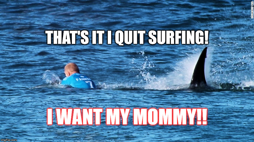 Shark Attack Imgflip