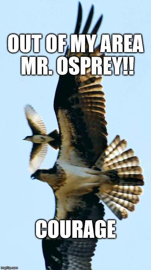 Osprey vs Kingbird Imgflip