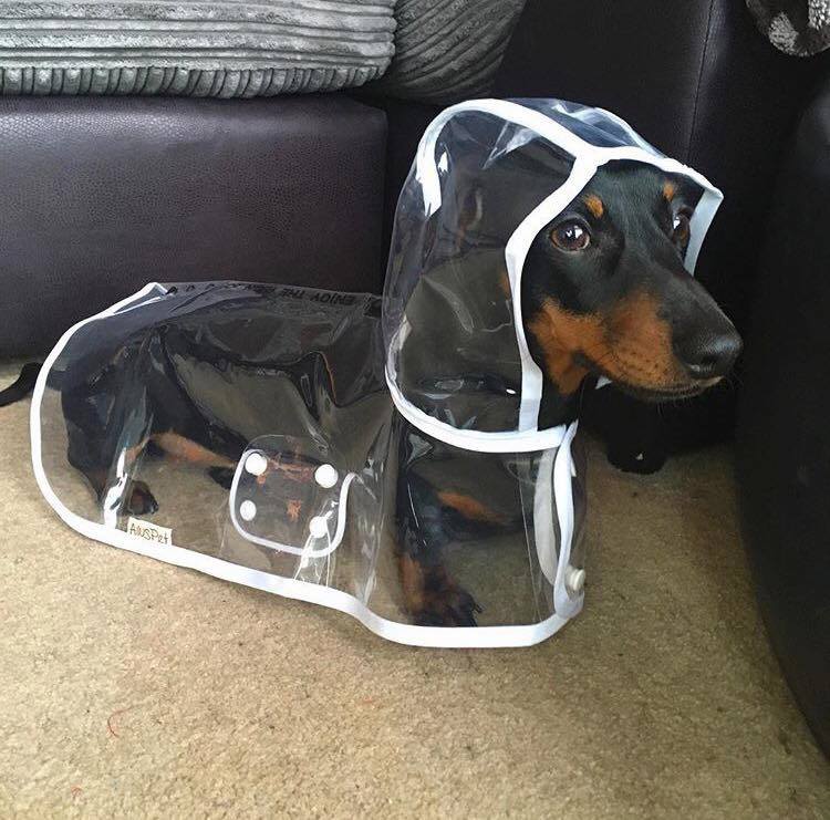 Raincoat Doggo Blank Template Imgflip