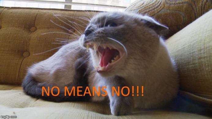 Image tagged in i said no Imgflip