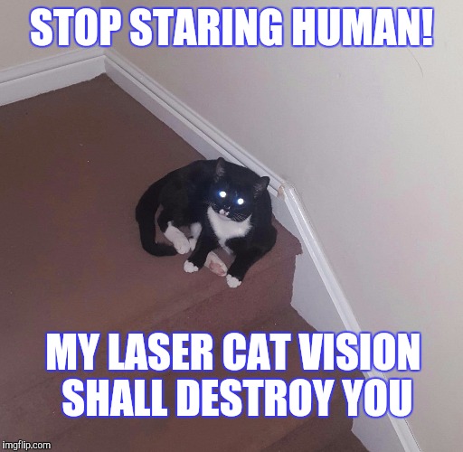 Laser cat vision Imgflip