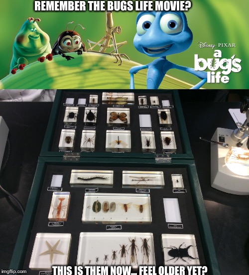 Bugs life meme Imgflip
