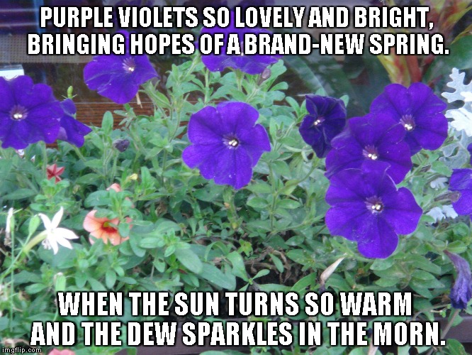 Purple Violets Imgflip