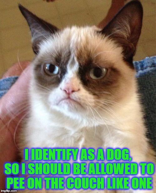 Grumpy Cat Meme Imgflip
