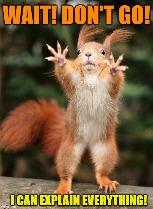 squirrel Imgflip