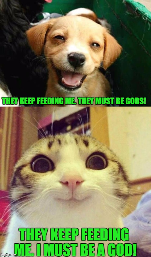 What cats and dogs think of humans Imgflip