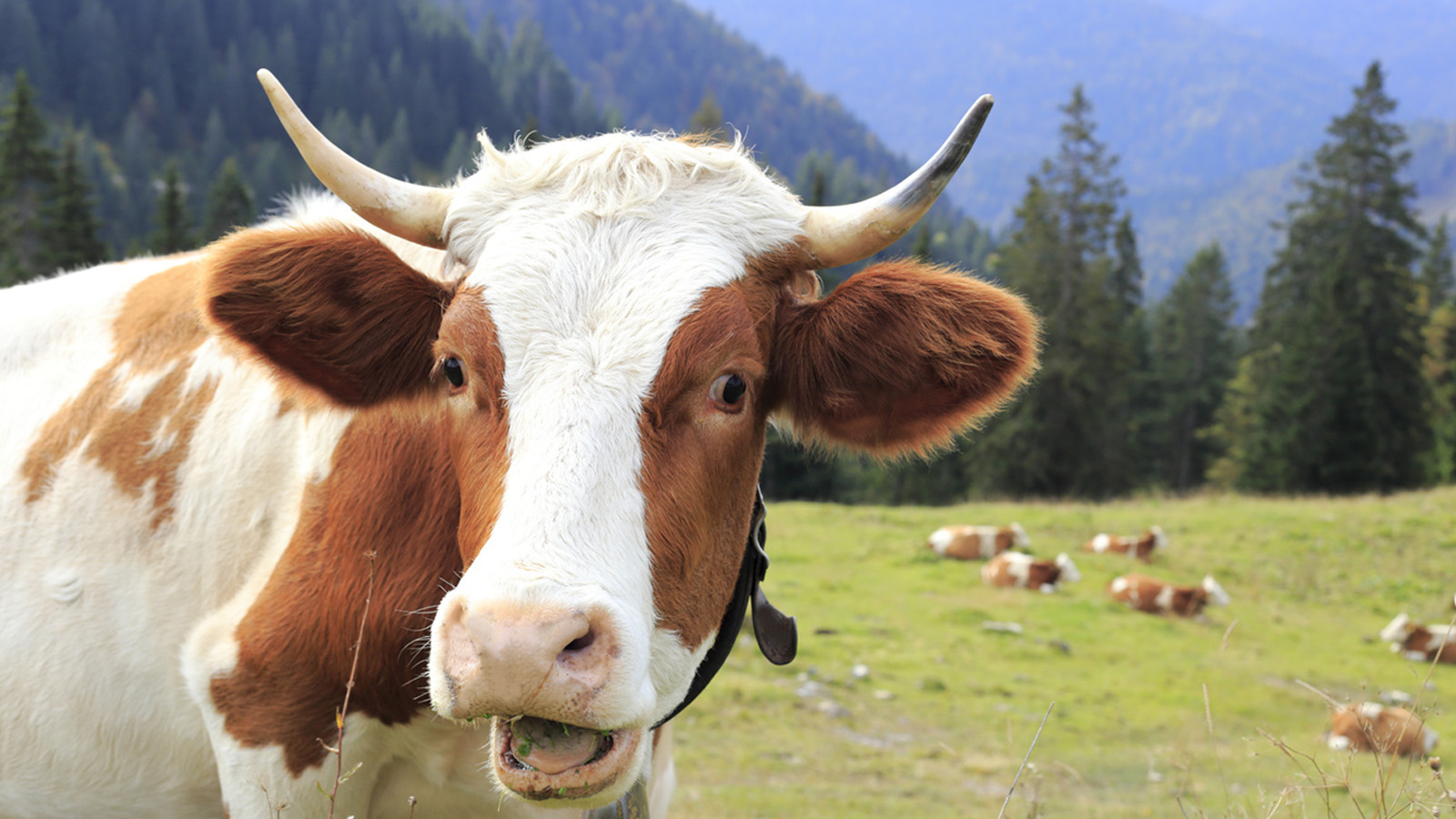 happy cow Blank Template Imgflip