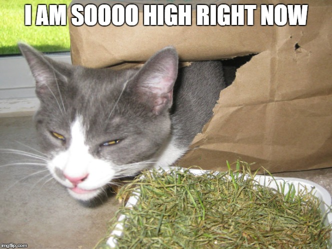 High Cat Imgflip