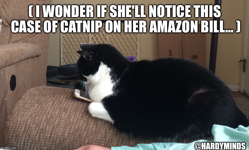 Image tagged in amazon cat Imgflip