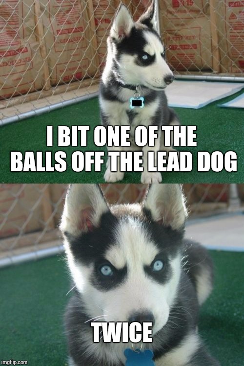 Insanity Puppy Meme Imgflip
