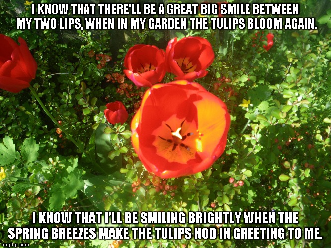 Tulips Meme Tulips Flower