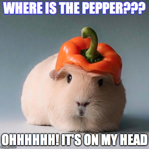Image tagged in guinea pig with vegetable Imgflip