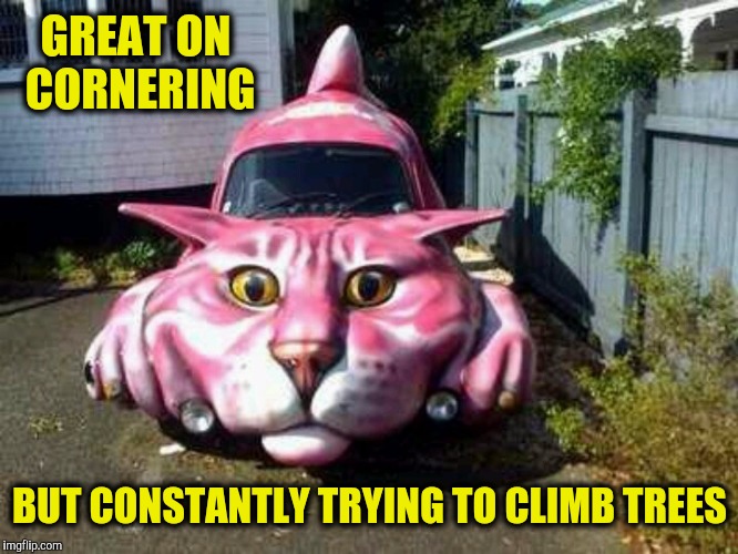 It must be Caturday Imgflip