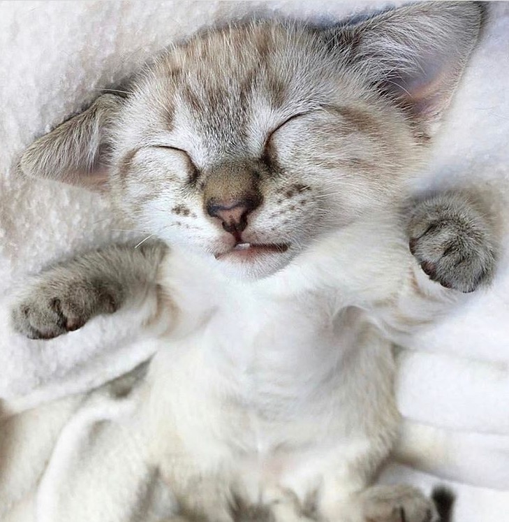 Meme cat sleeping Memes Imgflip