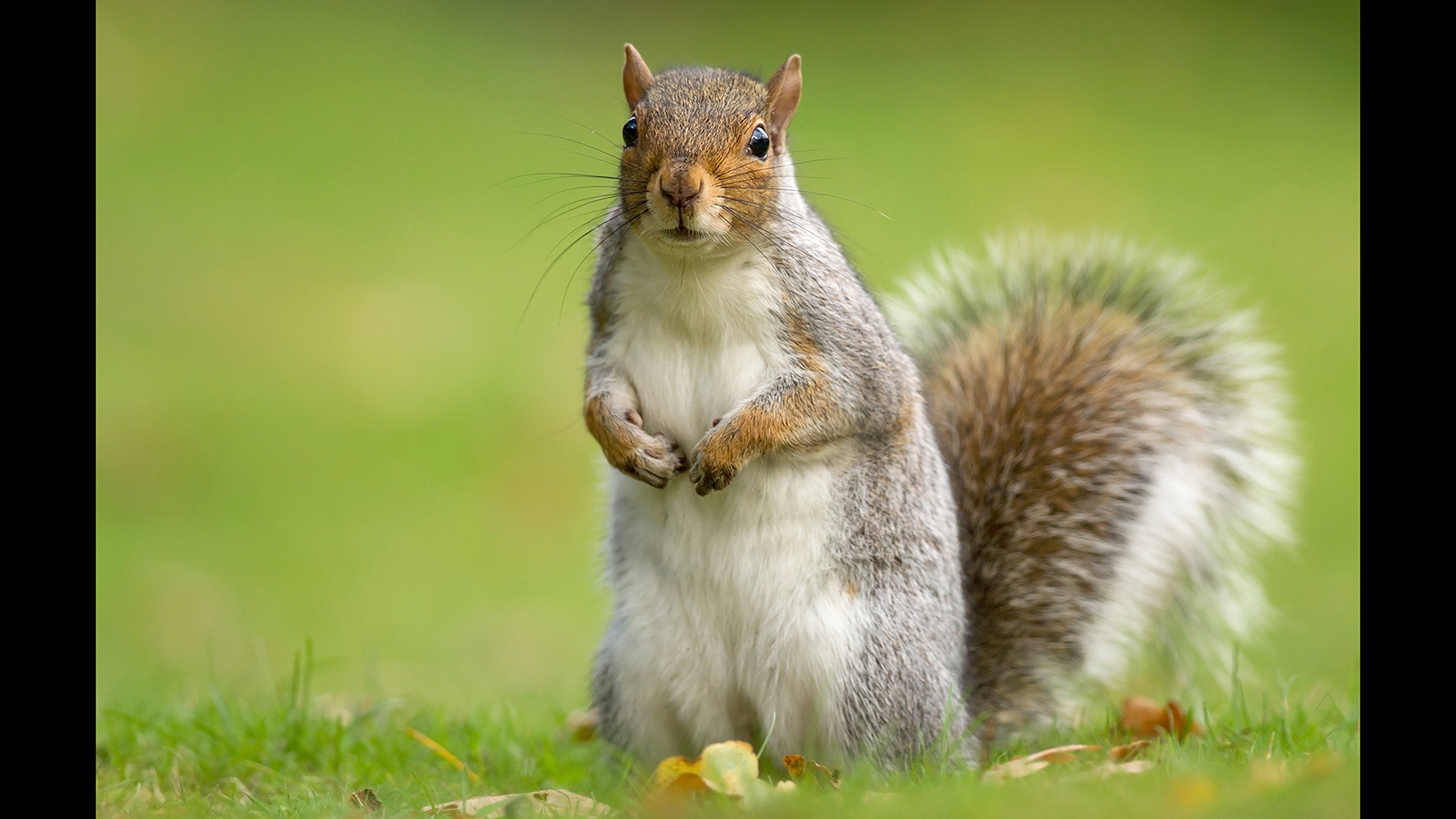 "squirrel" Meme Templates Imgflip