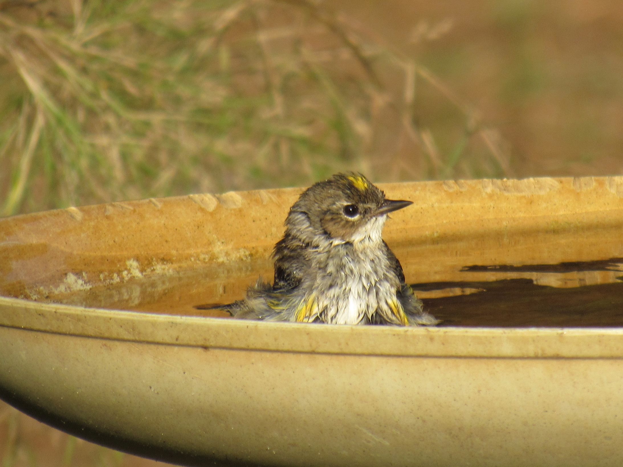 Bird Bath Blank Template Imgflip