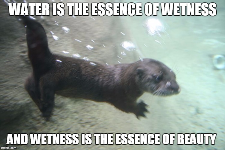 Image tagged in otter,zoolander Imgflip