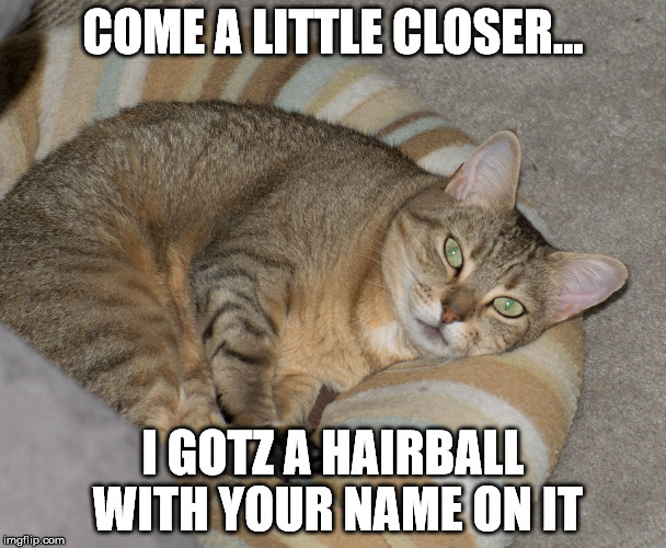 Image tagged in sour cat Imgflip