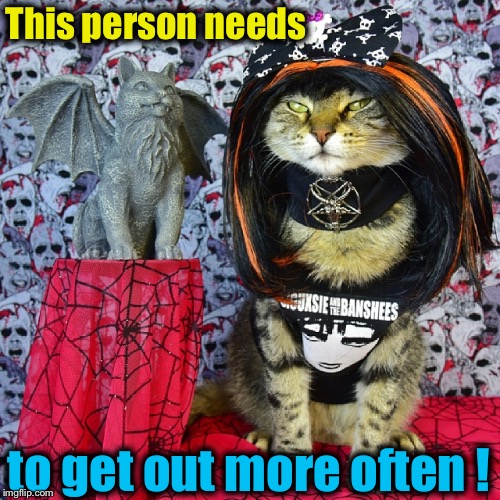 How did they get that cat to stay still in the first place? Imgflip