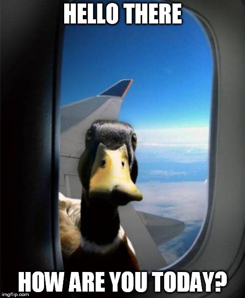 Image tagged in duck,flying,plane,soul stare,funny,how Imgflip