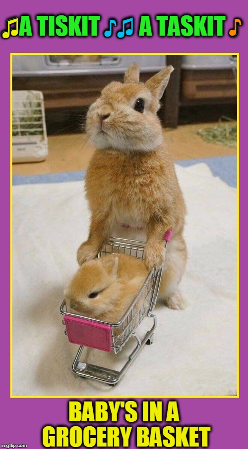 Couldn't Go Shopping without my Bunny Imgflip