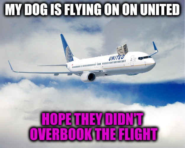 Dog Week meets United Airlines Imgflip