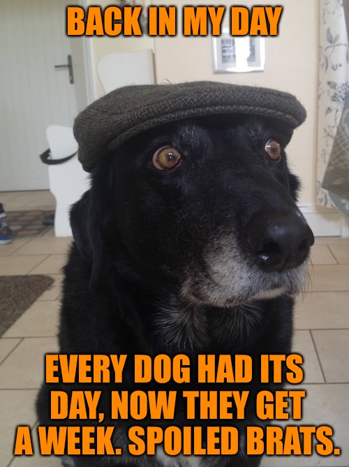 Every dog has its day Dog Week A tiger.leo Event Imgflip