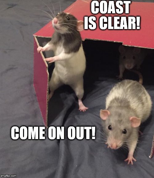 Coast is Clear! Imgflip