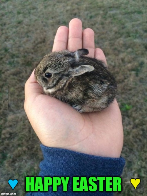 18+ Cute Rabbit Memes Factory Memes