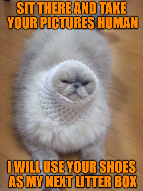 Mock me if you must, you will suffer my wrath Imgflip