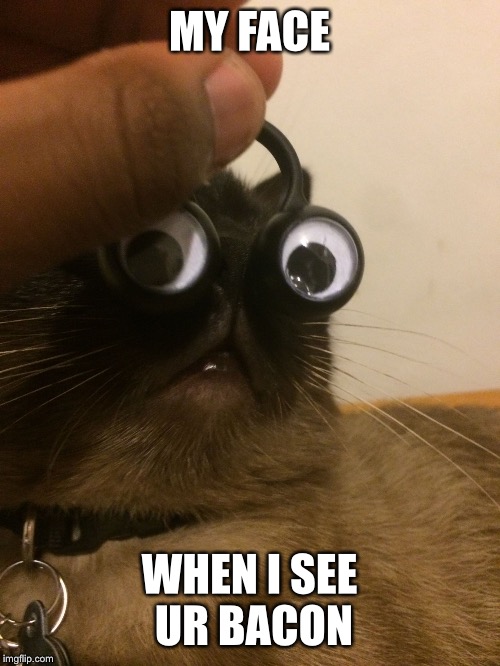 Image tagged in shocked cat Imgflip
