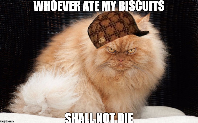 Image tagged in angry cat,scumbag Imgflip