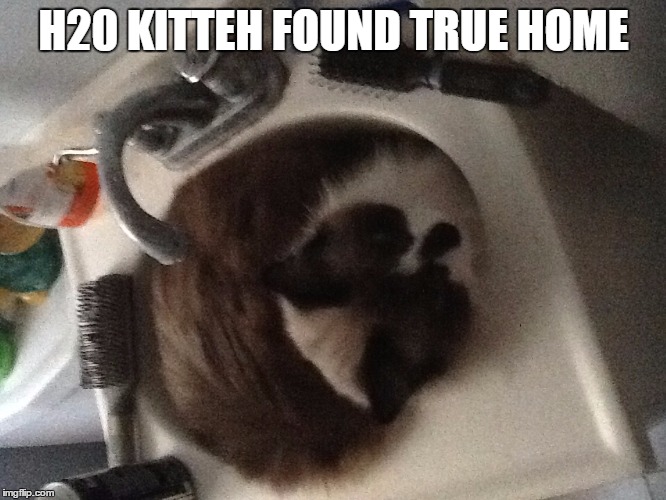 Image tagged in cat in sink Imgflip