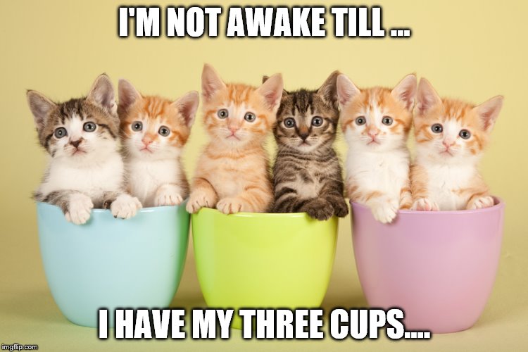 Kittens in Mugs for Coffee Imgflip