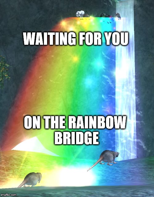 Rainbow Bridge Imgflip