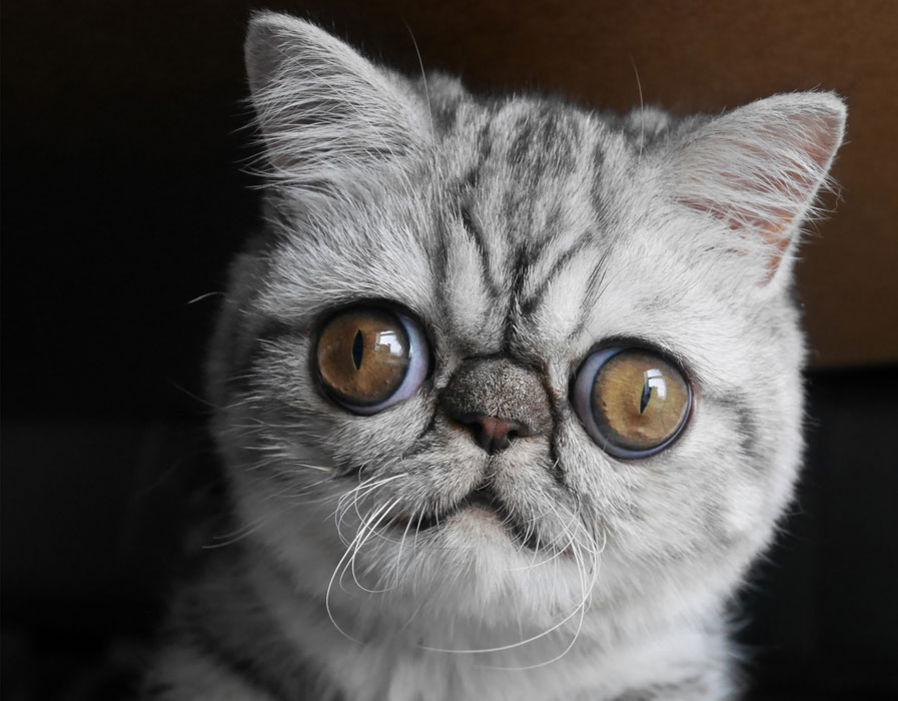 crazy cat eyes Blank Template Imgflip