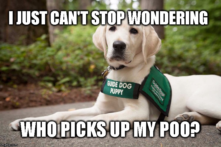 Guide Dog Ponderings Imgflip