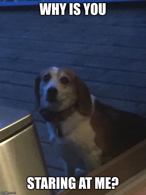 in the doghouse Memes & GIFs Imgflip