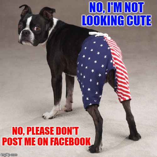 dog wearing pants Memes & GIFs Imgflip