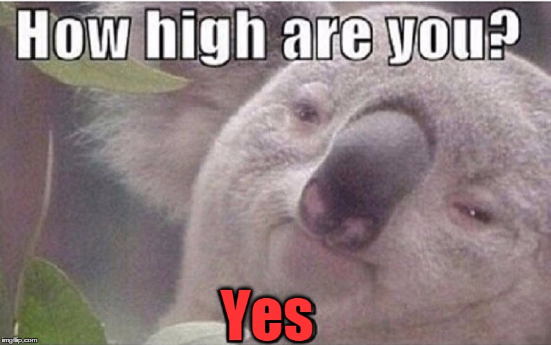 Stoned Koala Meme