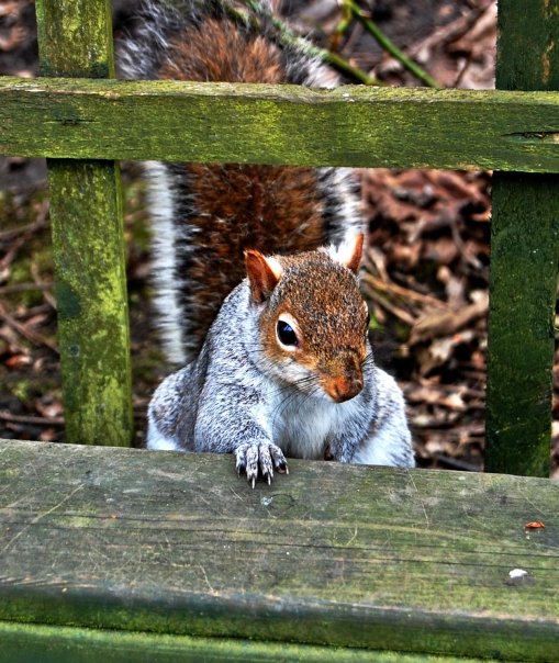 All 102+ Images What Does It Mean When A Squirrel Stares At You Sharp