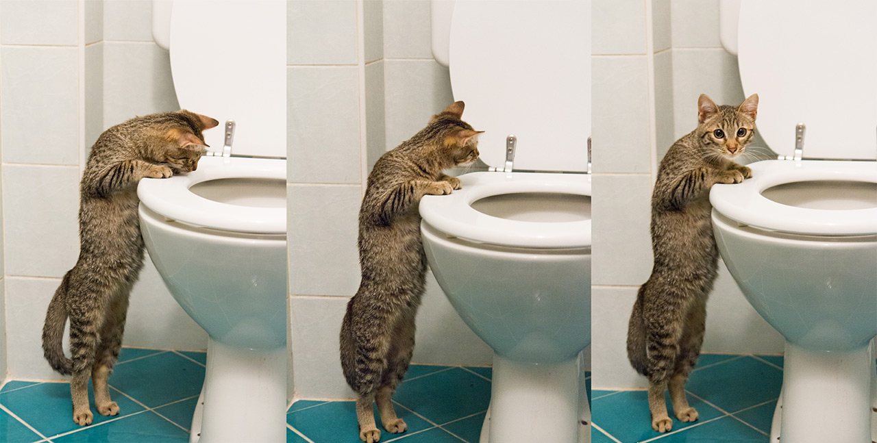 cat looking in toilet Blank Template Imgflip