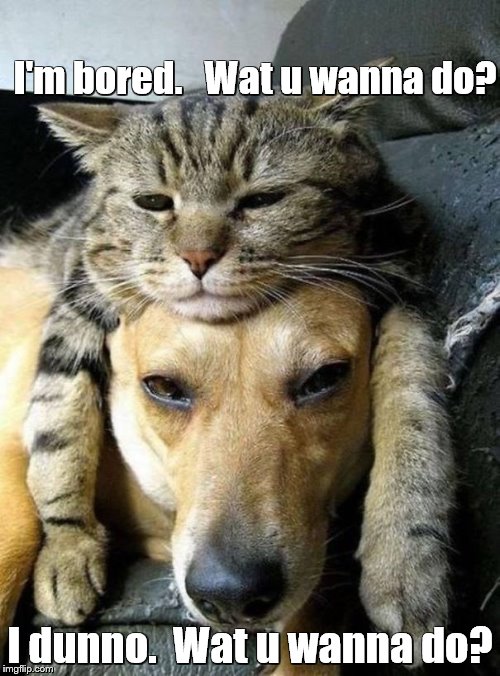 Lazy dog and cat Imgflip