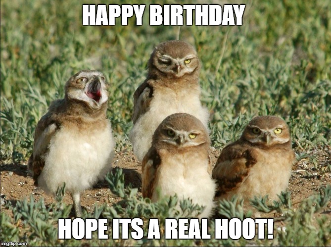 Burrowing owls Imgflip