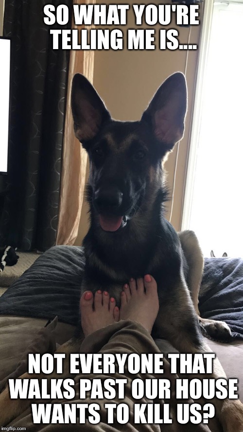 I bark at old people Imgflip