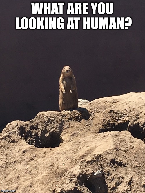 Savage Prairie Dog Imgflip